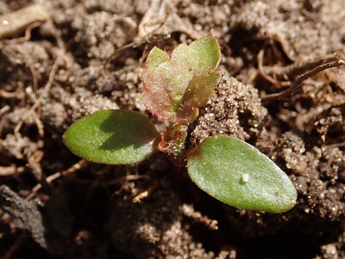 Смородина Плотнокистная черная - фото 4