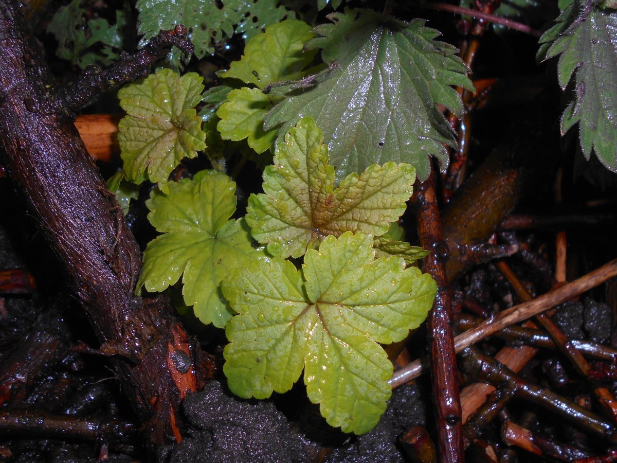 Смородина Плотнокистная черная
