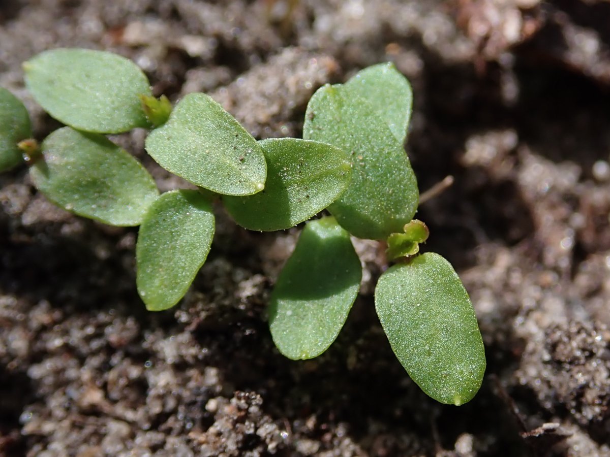 Смородина Плотнокистная черная - фото 8