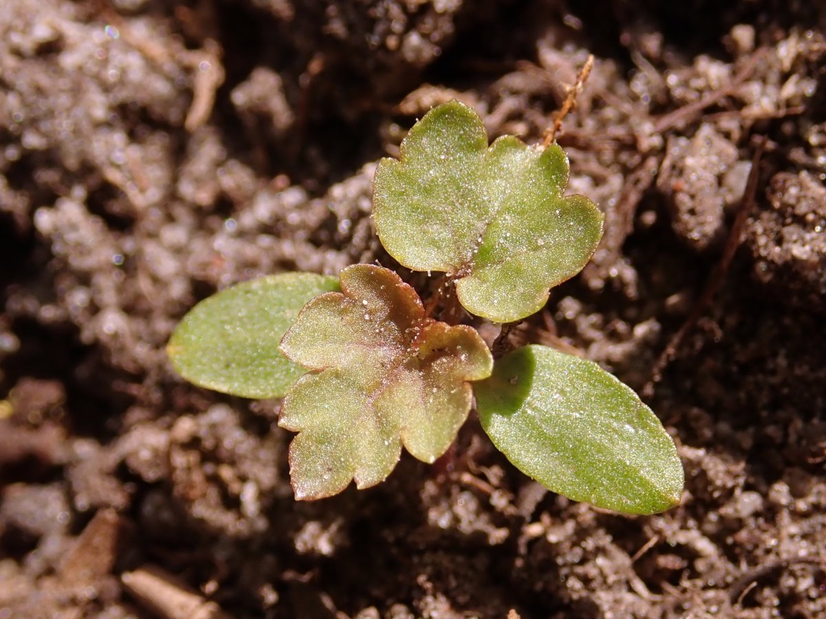 Смородина Плотнокистная черная - фото 2