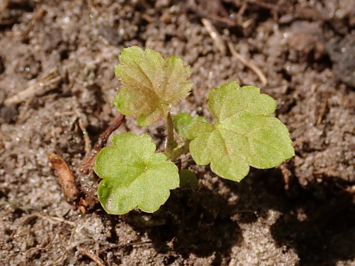 Смородина Плотнокистная черная - фото 7