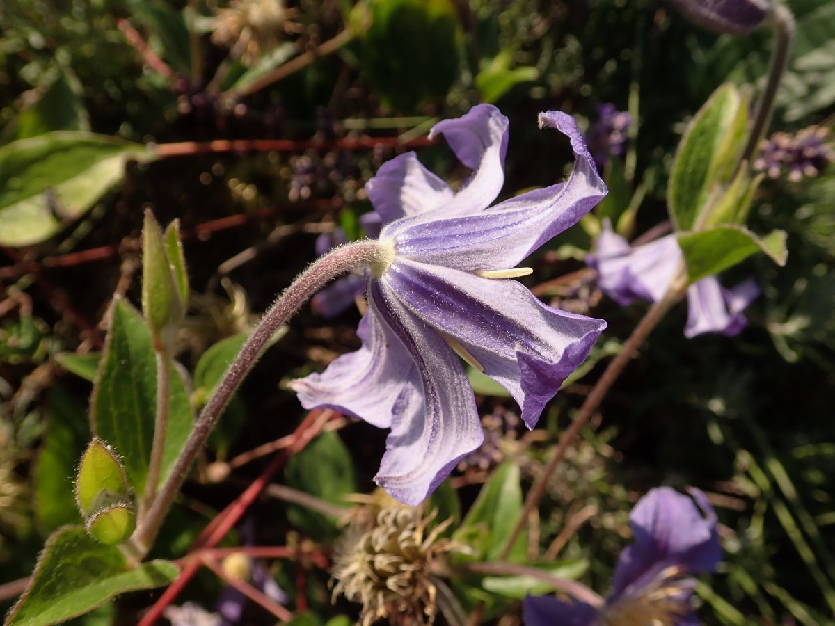 Клематис Джули - фото 4