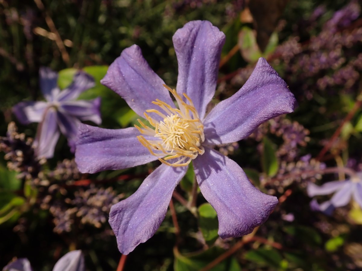 Клематис Джули - фото 2