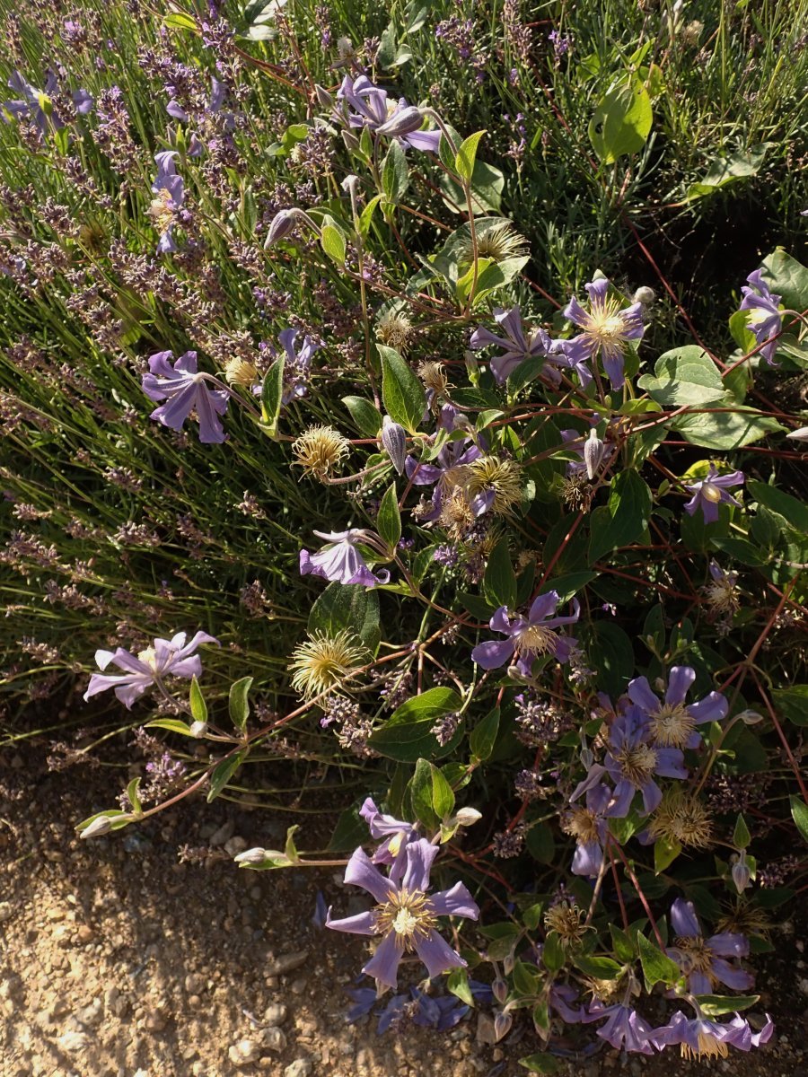 Клематис Джули