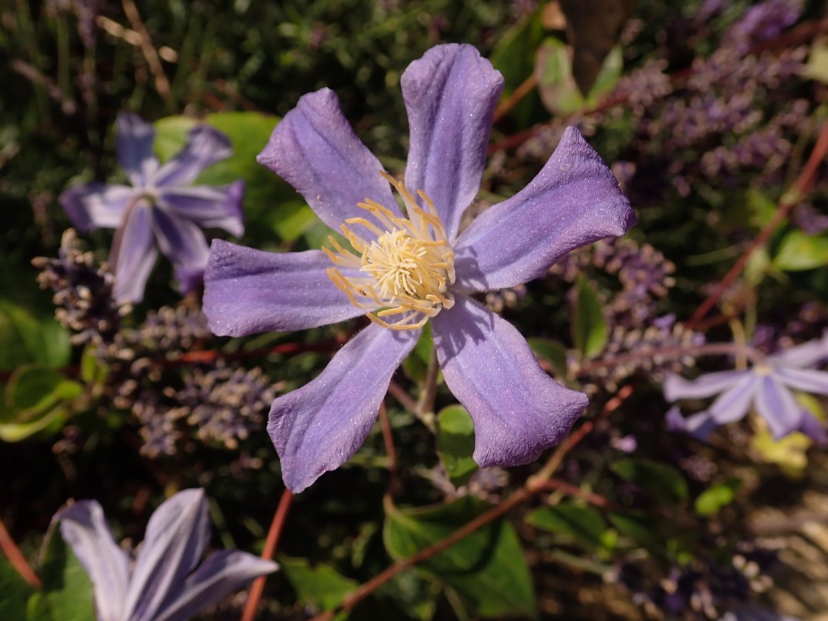 Клематис Джули - фото 3