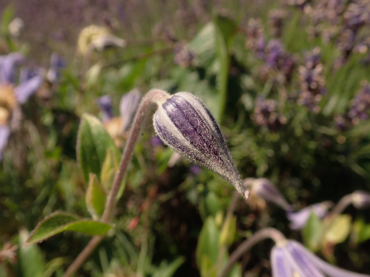 Клематис Джули - фото 6