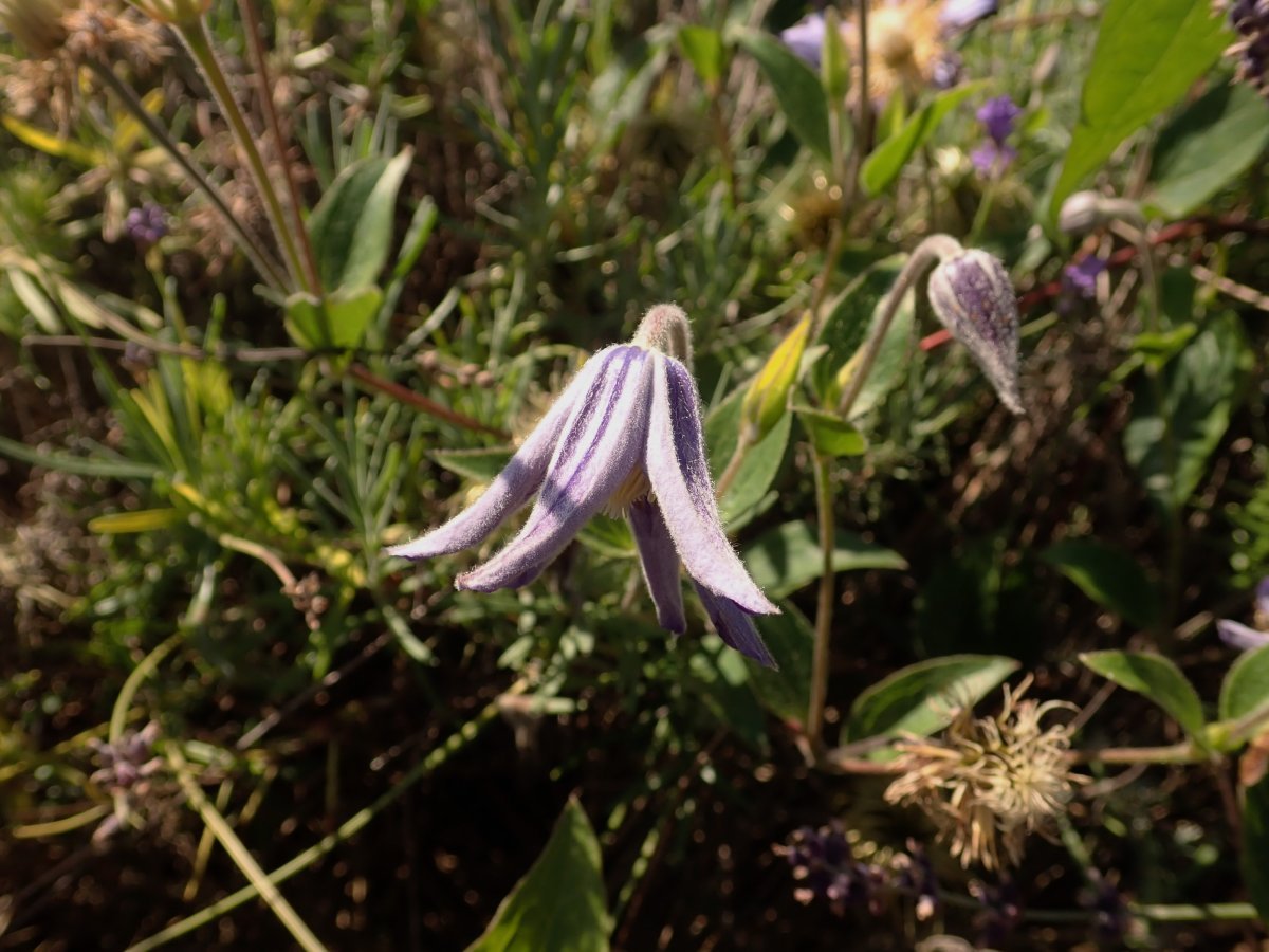 Клематис Джули - фото 5