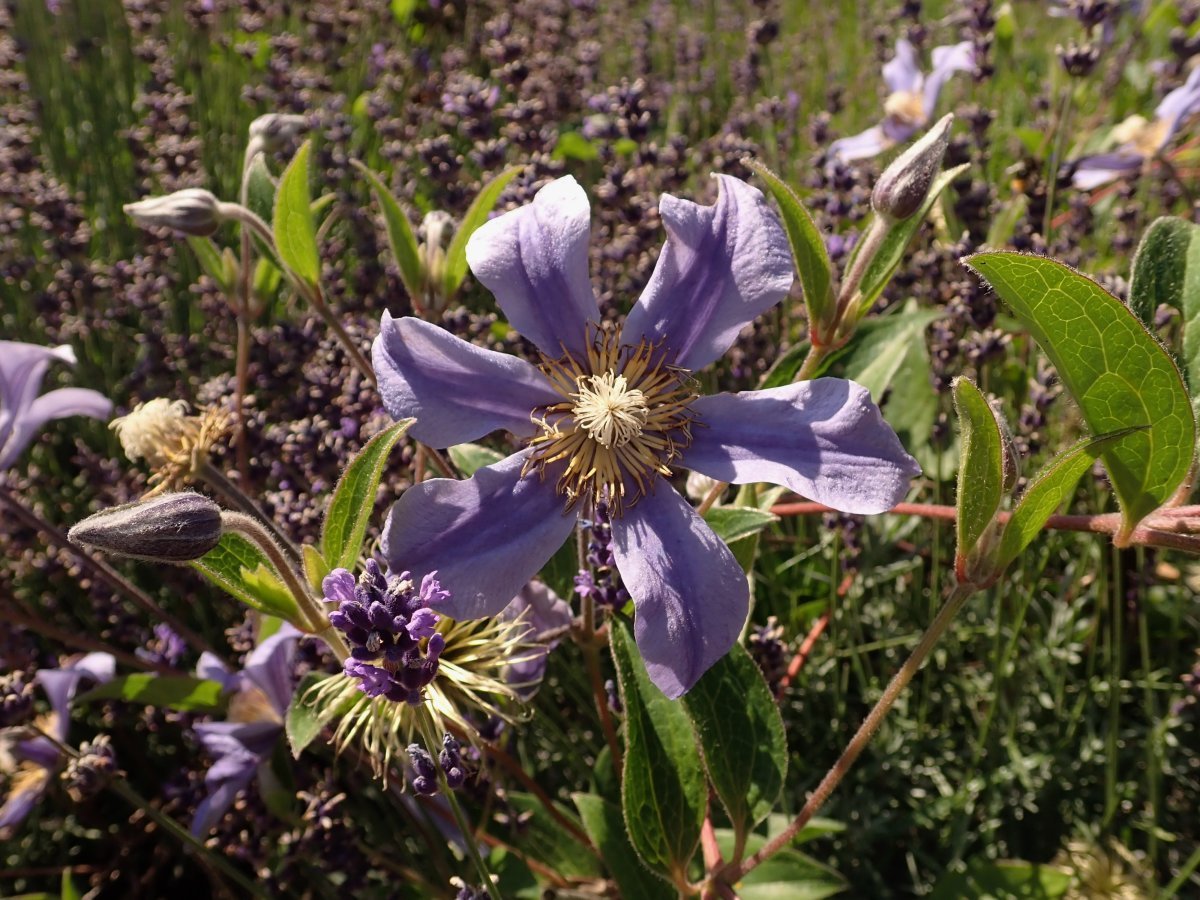 Клематис Джули - фото 7