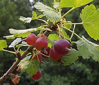 Смородина Чудесная - фото 9