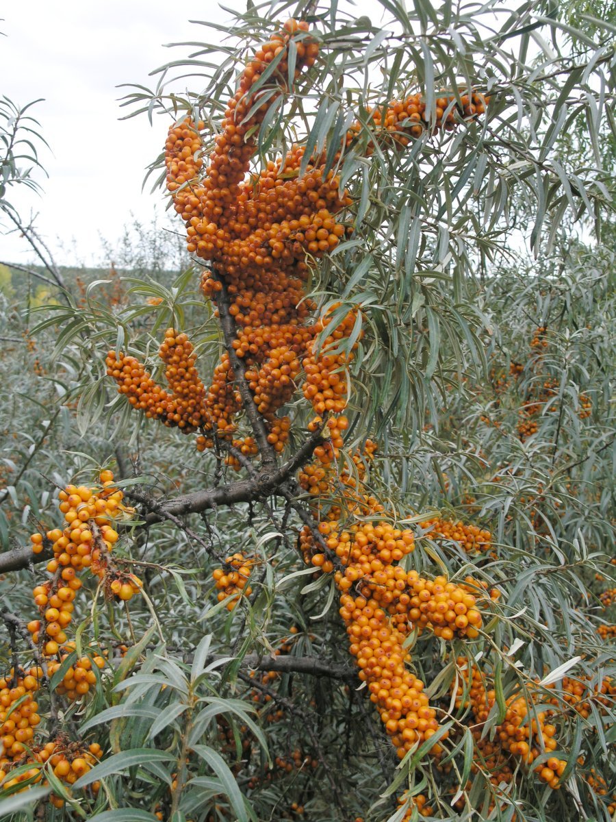 Облепиха Красноплодная - фото 6