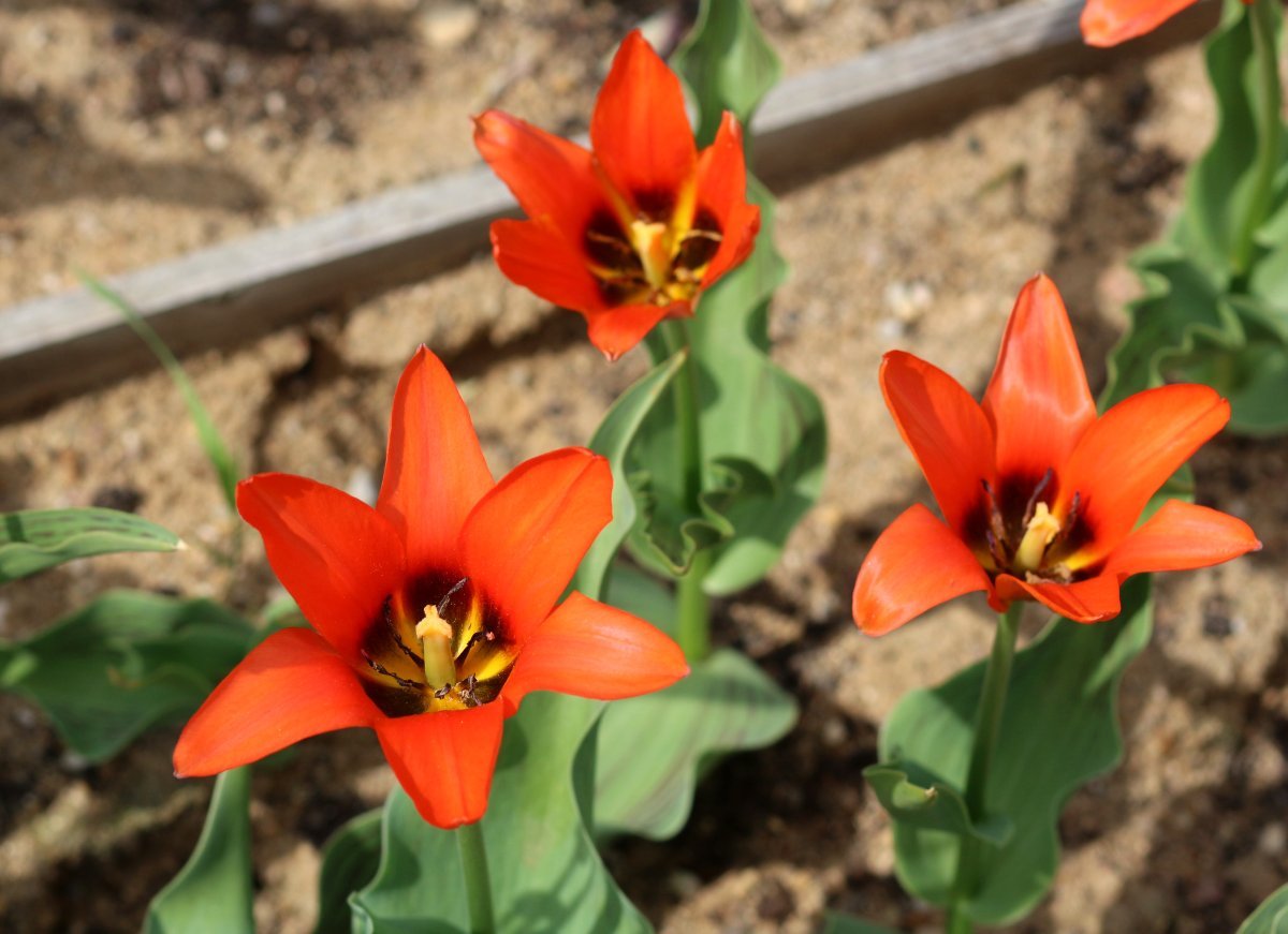 Тюльпан Торонто - фото 6