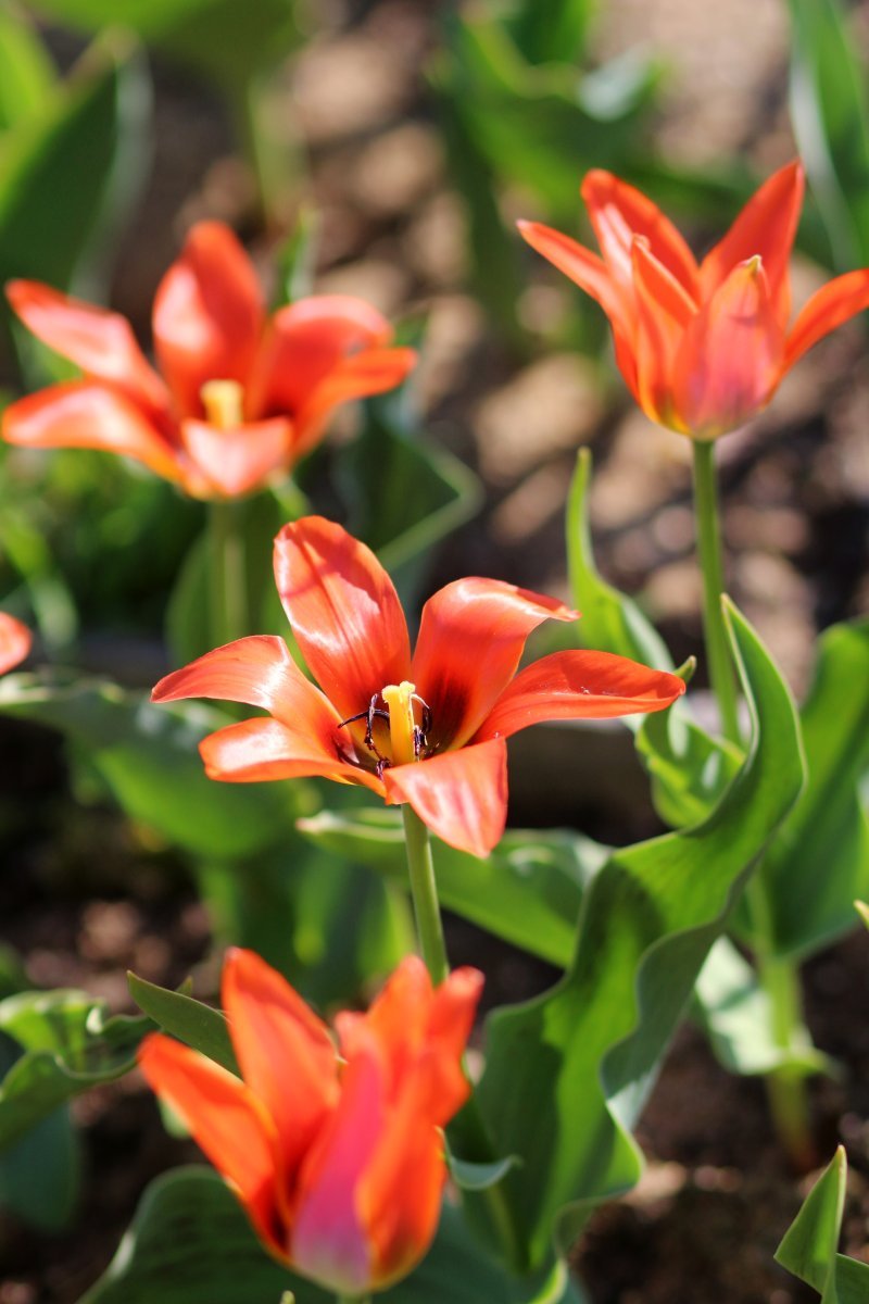 Тюльпан Торонто - фото 4