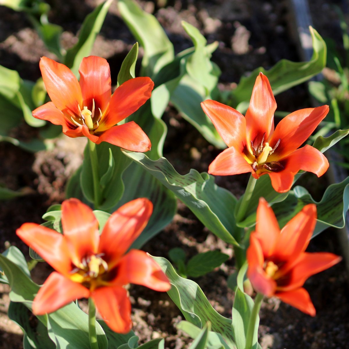 Тюльпан Торонто - фото 3