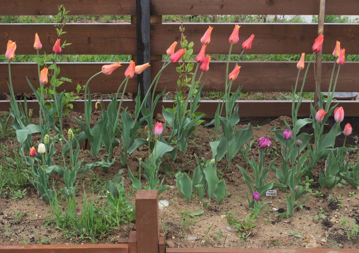 Тюльпан Торонто - фото 2