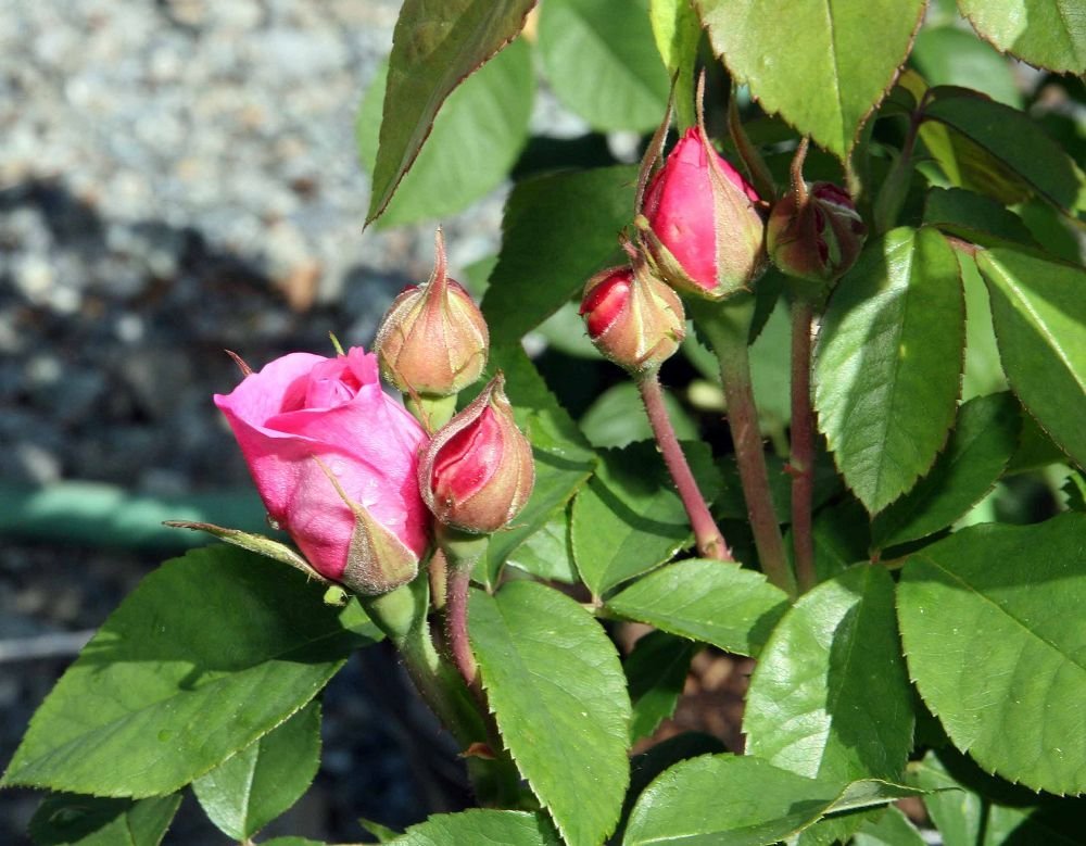 Роза Гертруда Джекилл - фото 7