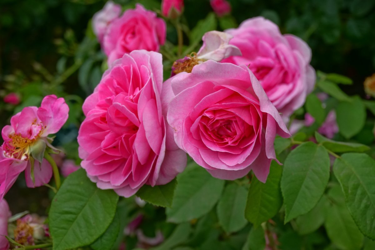 Роза Гертруда Джекилл - фото 5