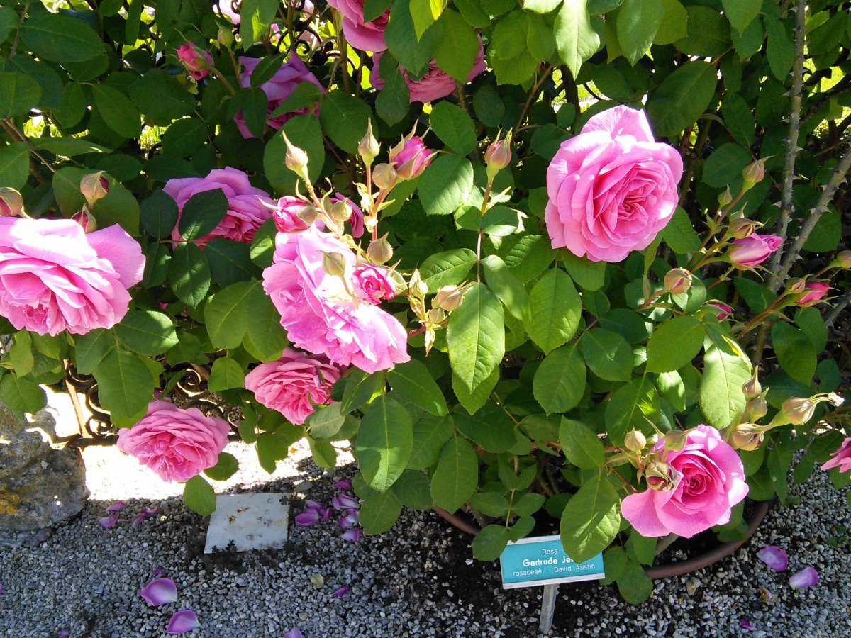 Роза Гертруда Джекилл - фото 2