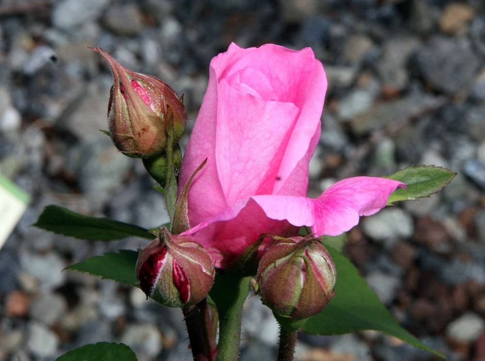 Роза Гертруда Джекилл - фото 10