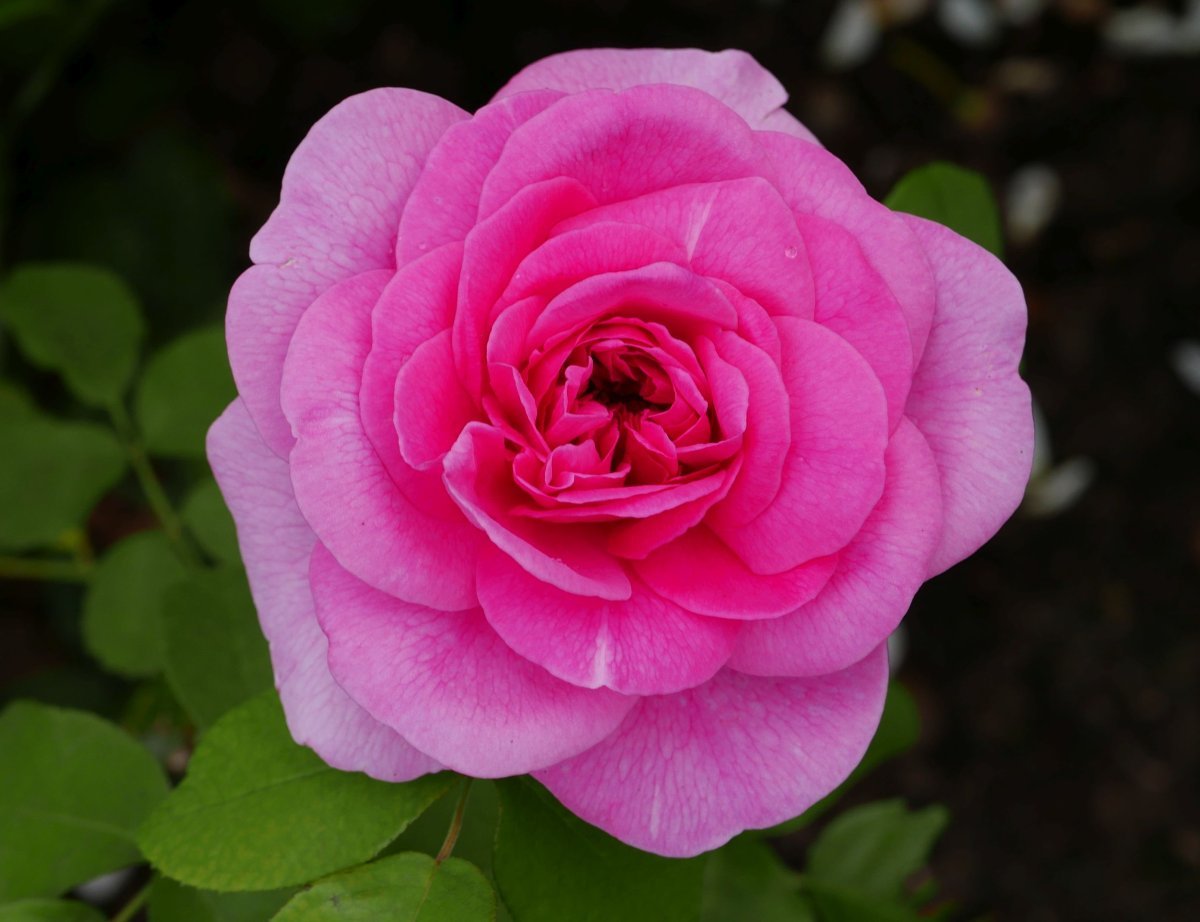 Роза Гертруда Джекилл - фото 4