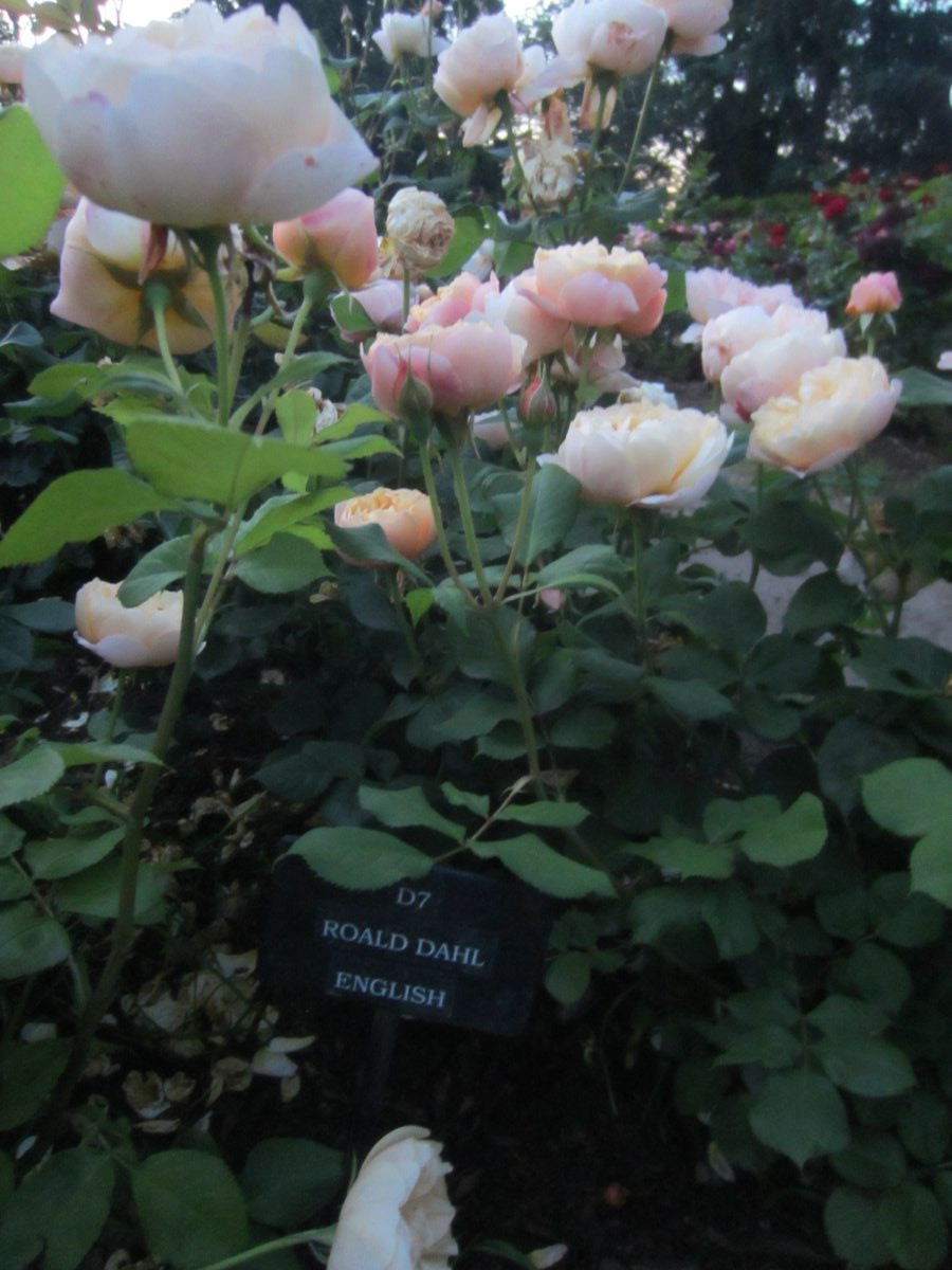 Роза Роальд Даль - фото 2