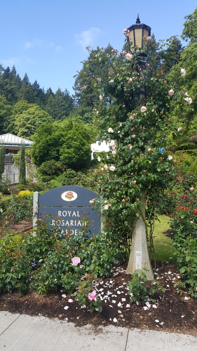 Роза Скарлет Боника