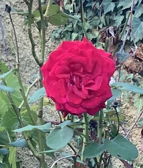 Роза Дам де Кер мускусная - фото 5