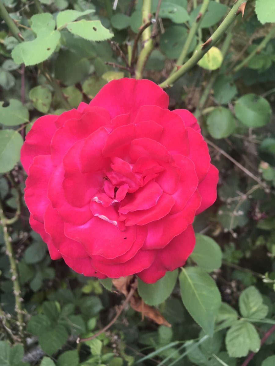 Роза Дам де Кер мускусная - фото 8