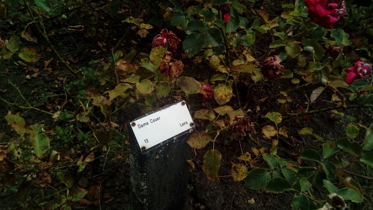 Роза Дам де Кер мускусная - фото 3