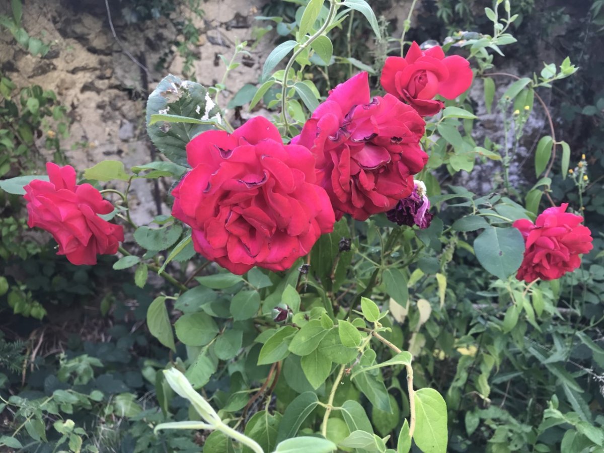 Роза Дам де Кер мускусная - фото 7