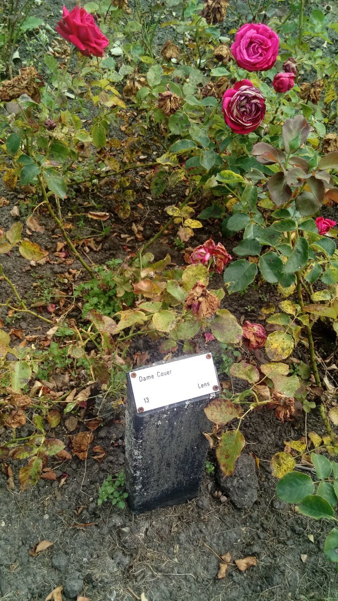 Роза Дам де Кер мускусная - фото 2