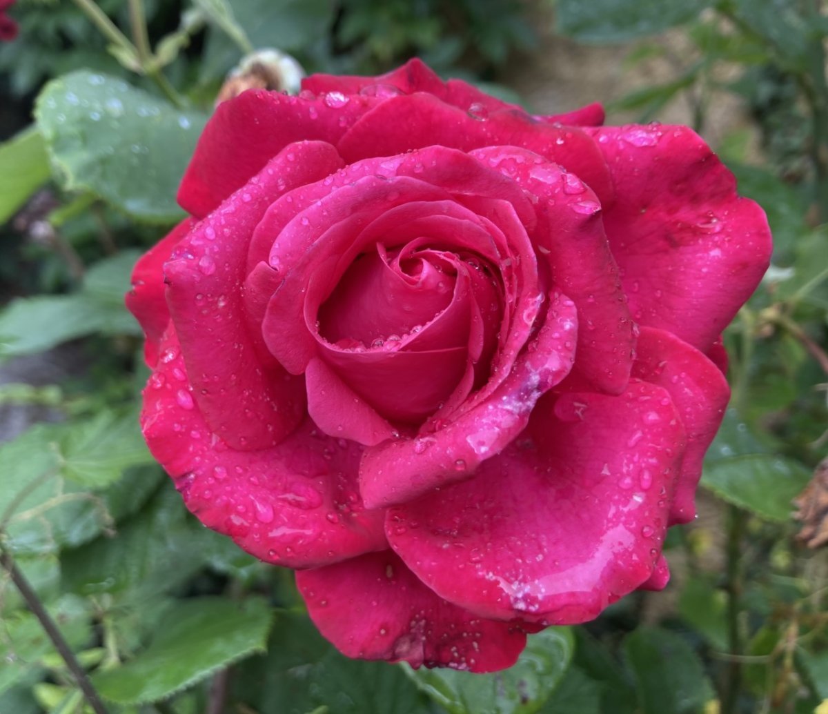 Роза Дам де Кер мускусная