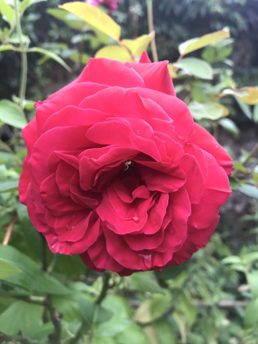 Роза Дам де Кер мускусная - фото 6