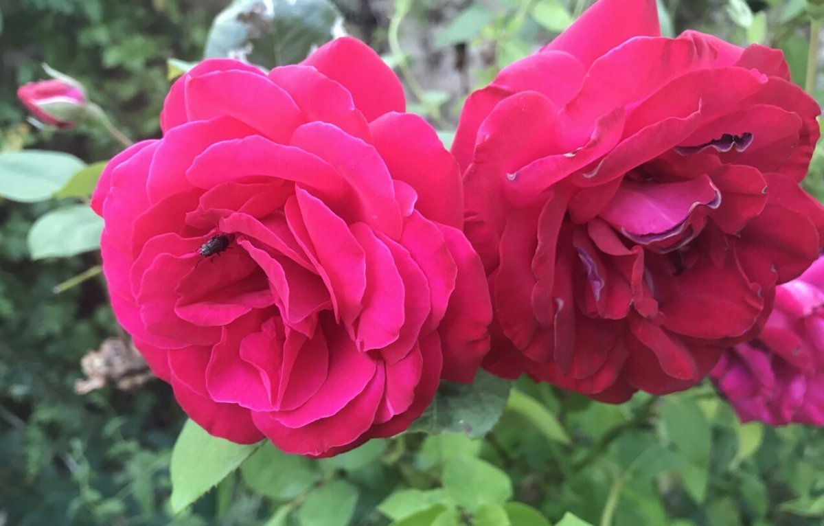 Роза Дам де Кер мускусная - фото 9