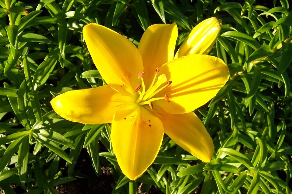 Лилия Елоу Кантри азиатская