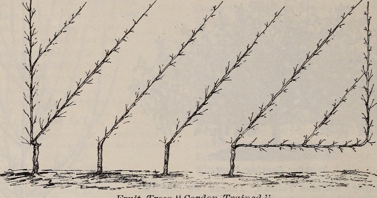 Клематис Фэй крупноцветковый