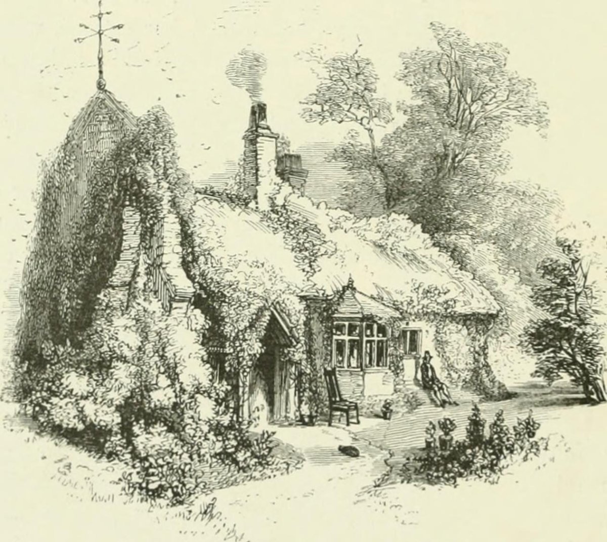 Клематис Вайт Мэджик