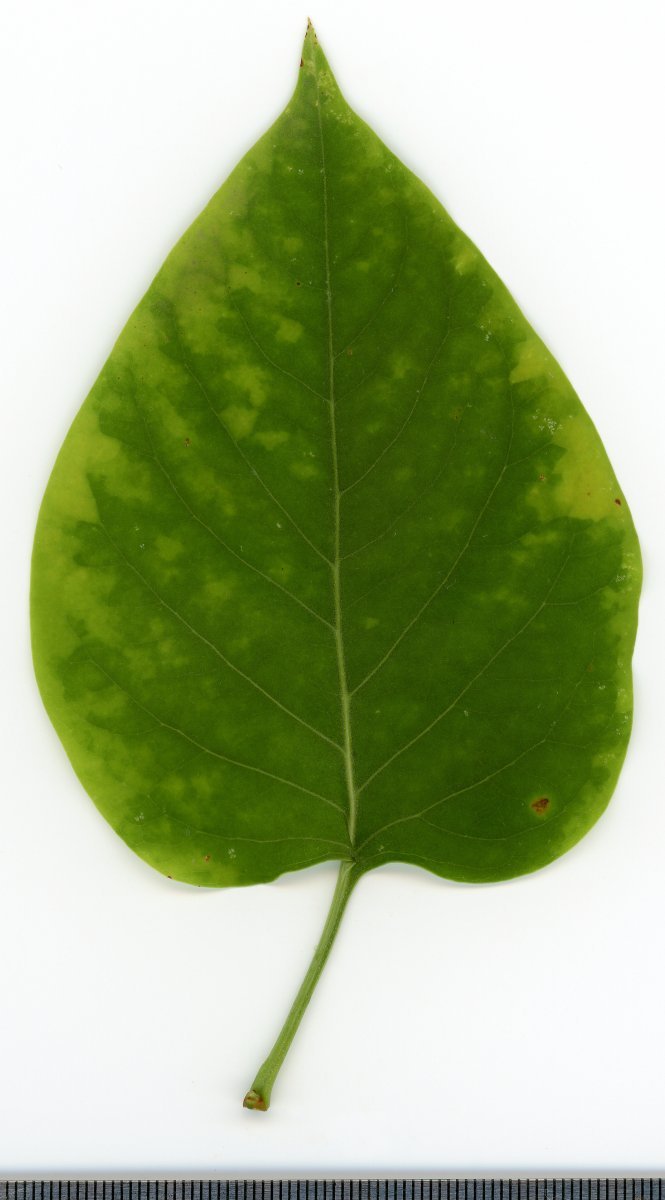 Сирень обыкновенная - фото 10