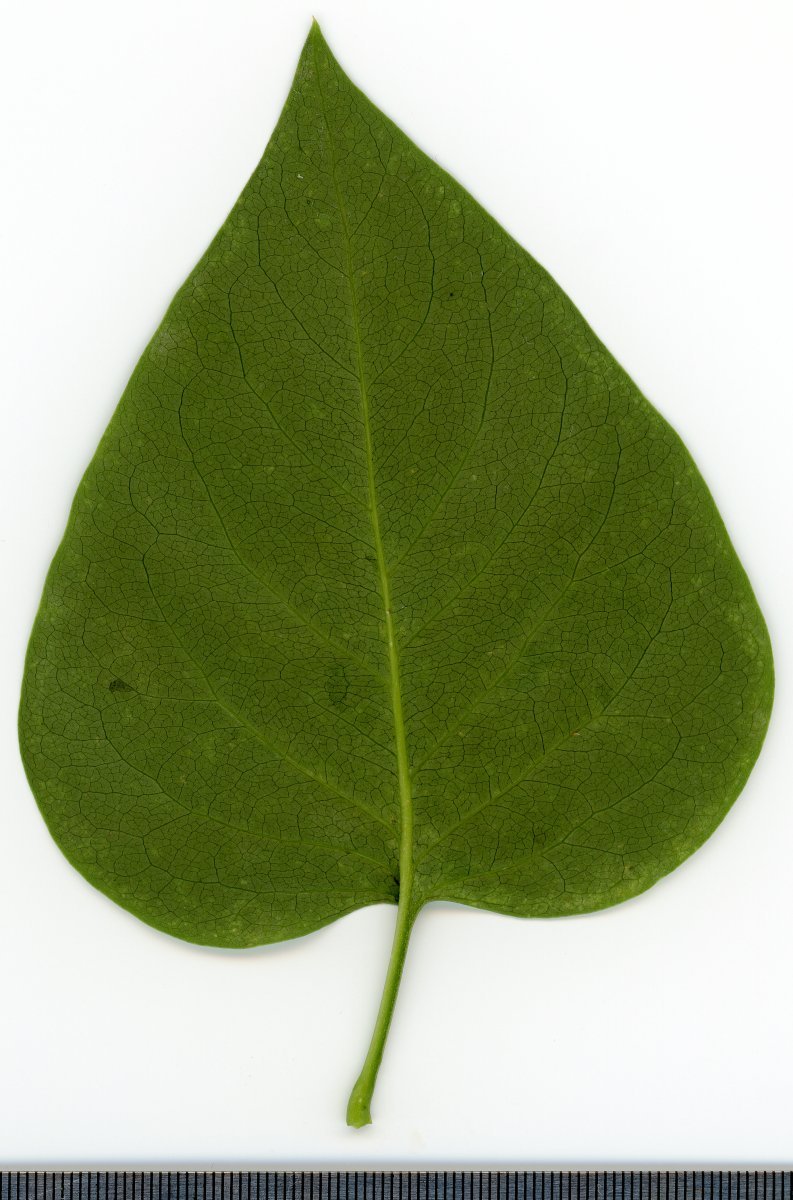 Сирень обыкновенная - фото 6