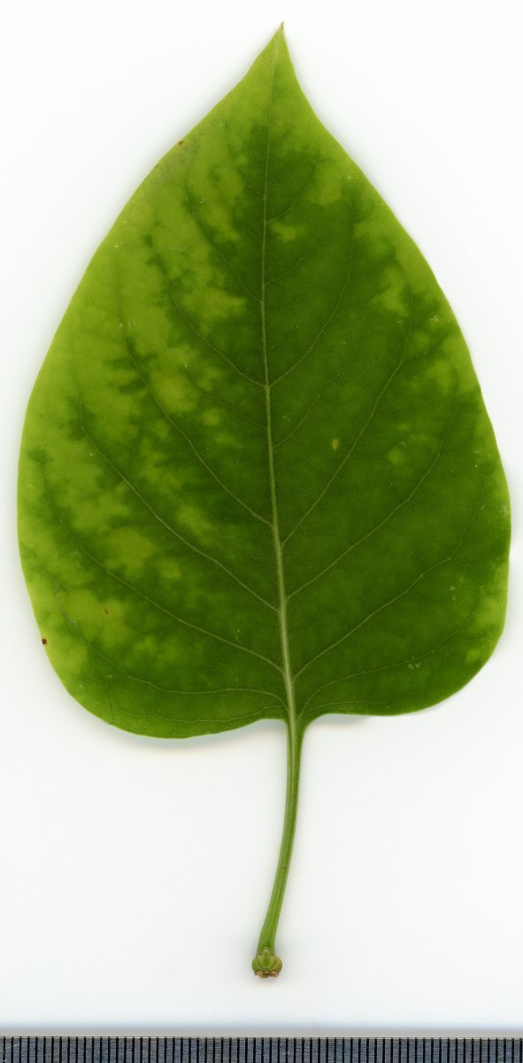 Сирень обыкновенная - фото 14