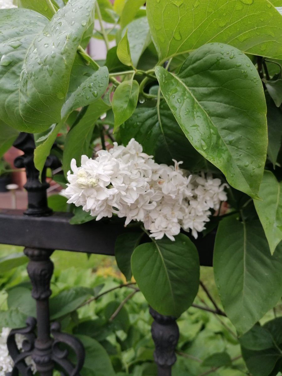 Сирень обыкновенная - фото 10