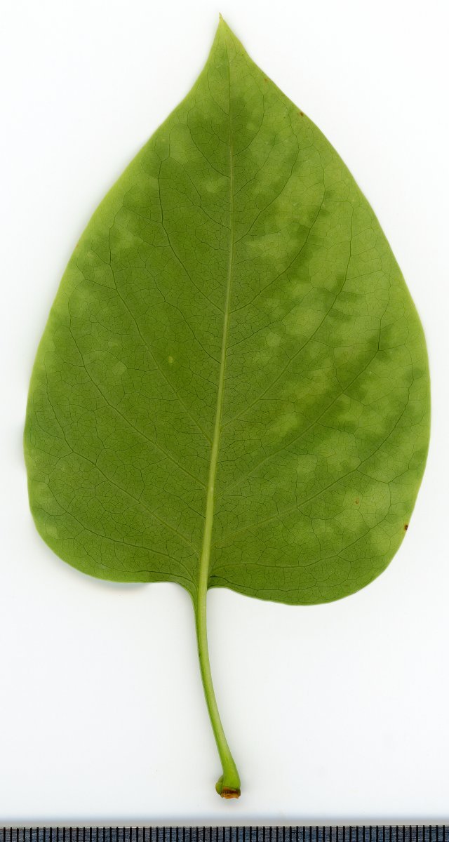 Сирень обыкновенная - фото 9