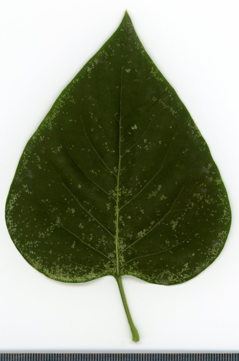 Сирень обыкновенная