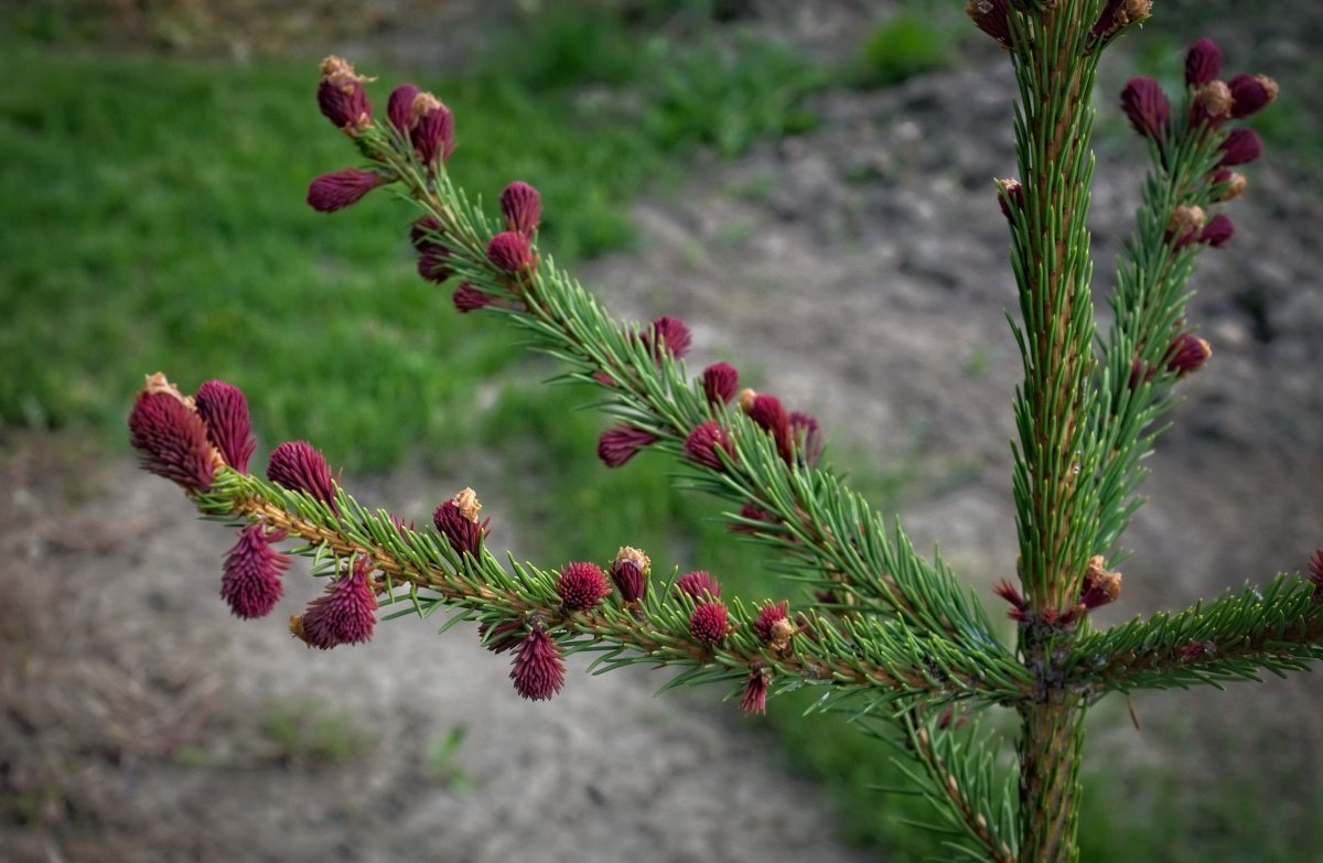 Клематис Тэйж Ланделл - фото 3