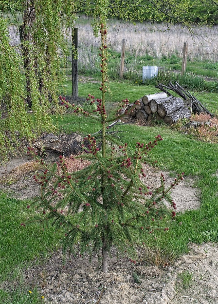 Клематис Тэйж Ланделл - фото 2