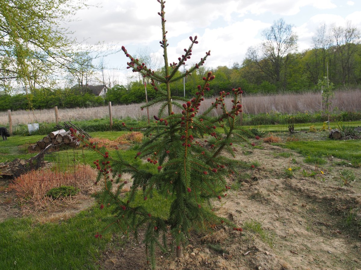 Клематис Тэйж Ланделл - фото 4