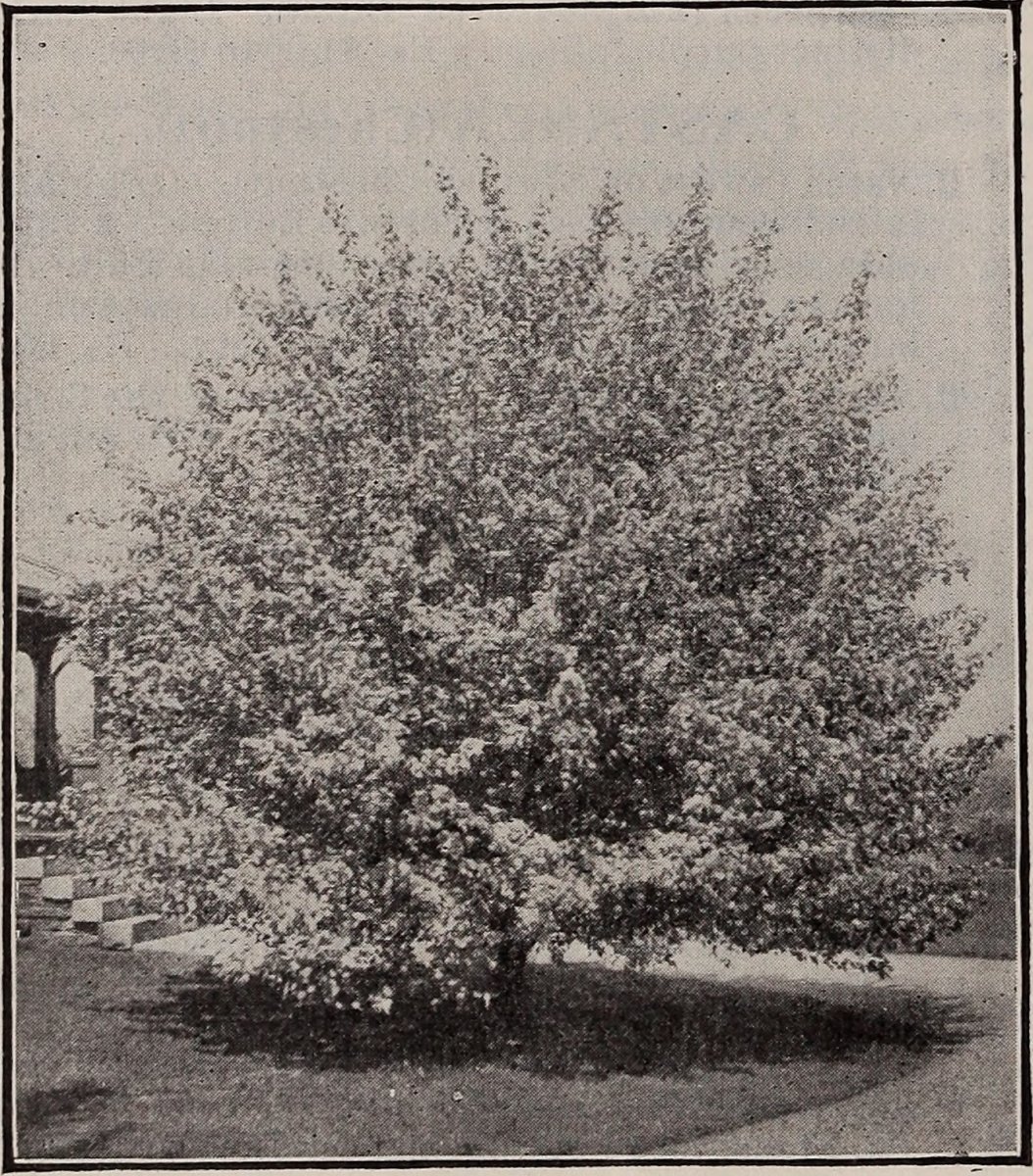 Клематис Чейнж оф Харт крупноцветковый - фото 2