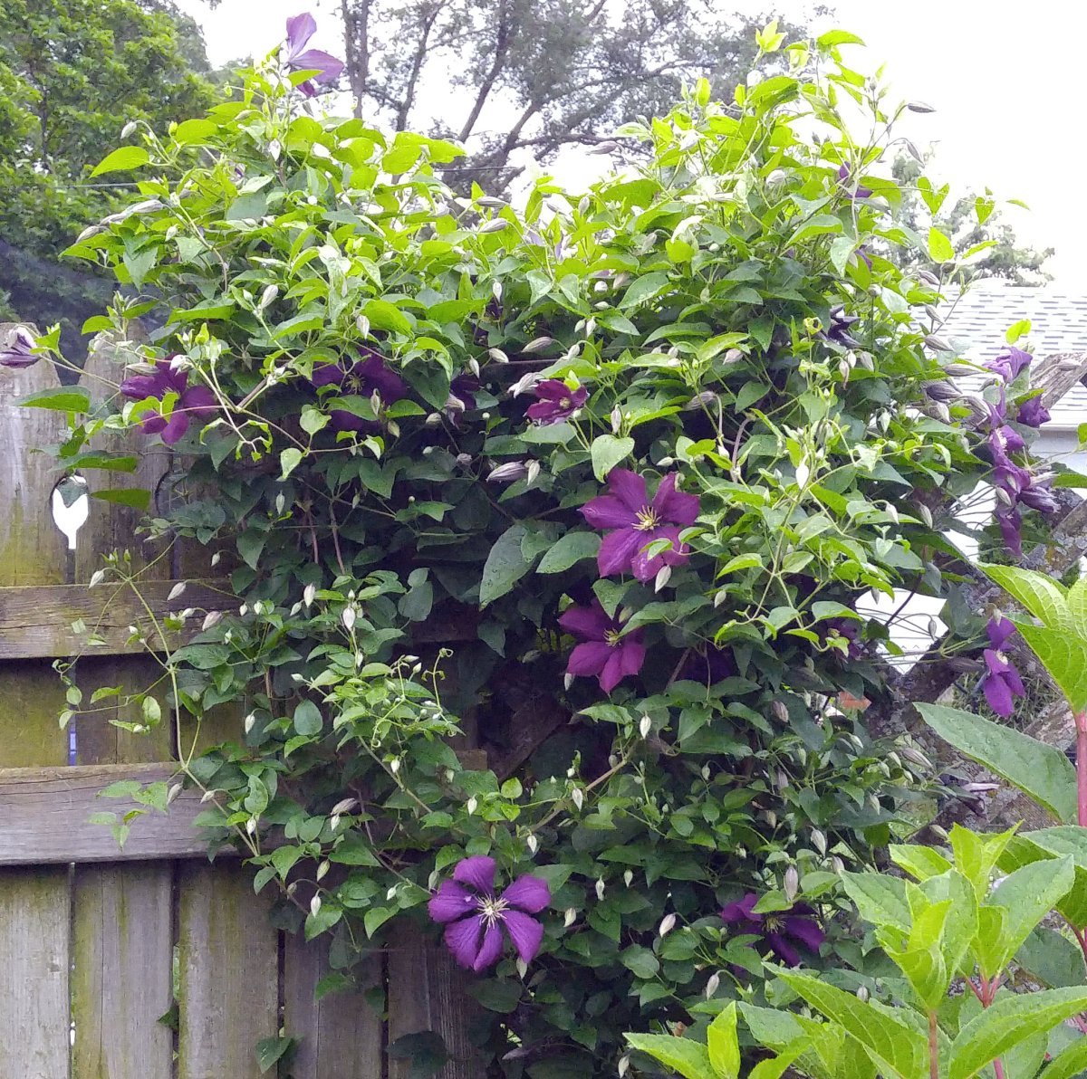 Клематис Чейнж оф Харт крупноцветковый