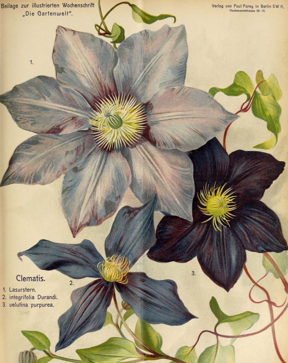 Клематис Лазурштерн крупноцветковый - фото 2