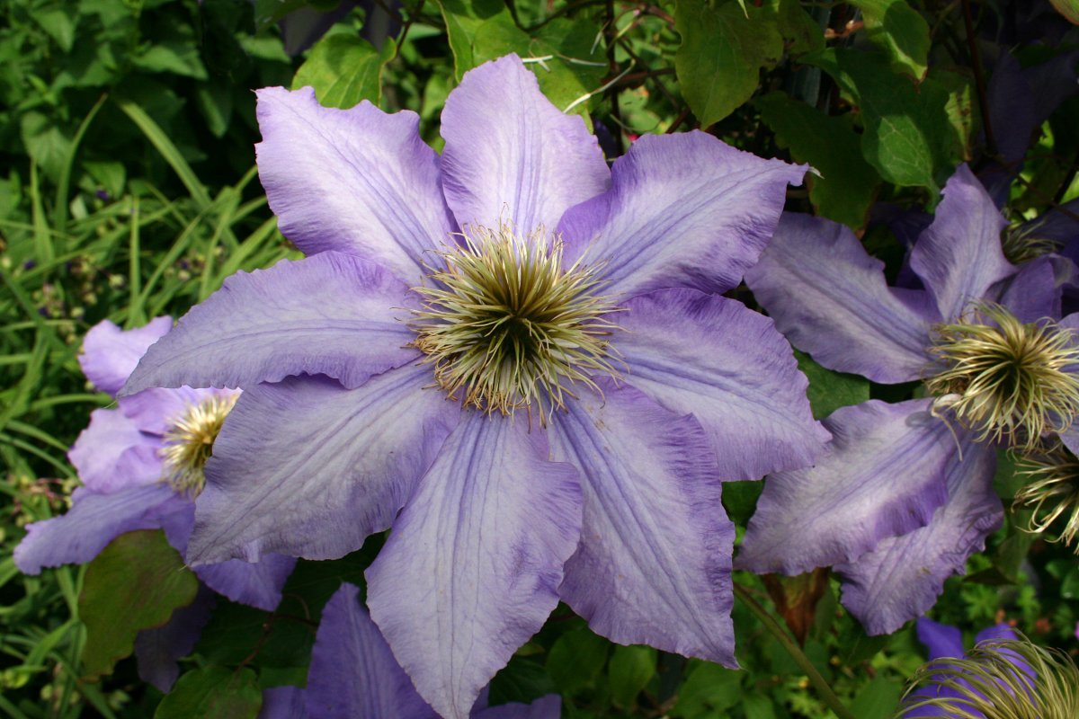 Клематис Лазурштерн крупноцветковый