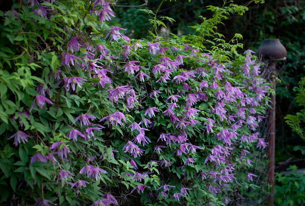 Клематис Констанс - фото 2